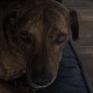 Meet your Posher, Tracy